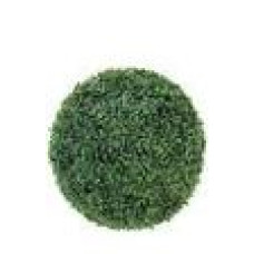 Ficus - 001888